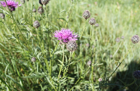 Skabiosen-Flockenblume (Centaurea scabiosa) - © Philipp Sengl